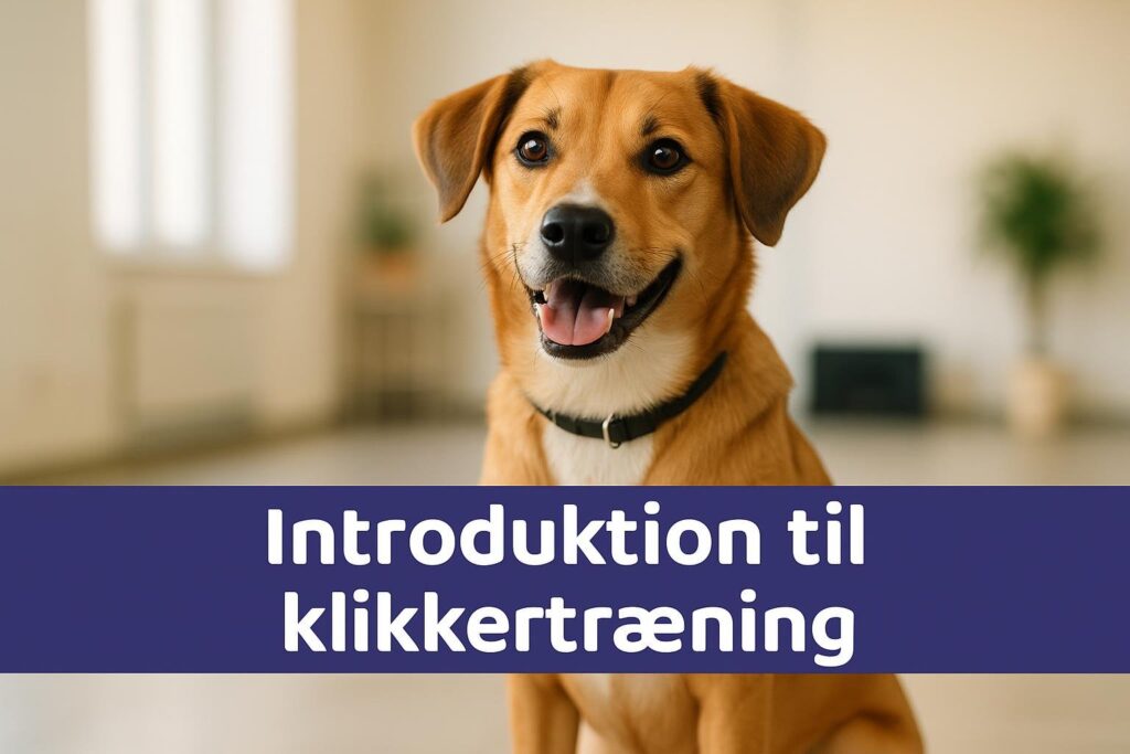 Klikkertræning til hunde